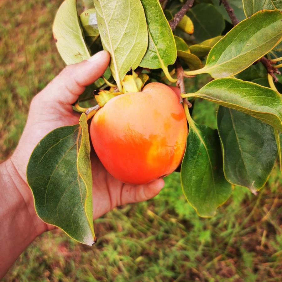 Azienda Agrituristica Baglio Carta Balestrate Ngoại thất bức ảnh