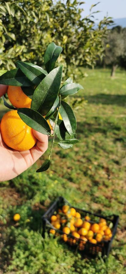 Azienda Agrituristica Baglio Carta Balestrate Ngoại thất bức ảnh
