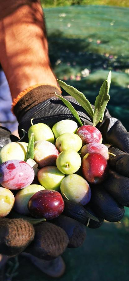 Azienda Agrituristica Baglio Carta Balestrate Ngoại thất bức ảnh